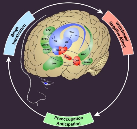 A diagram of the human brain which shows the different types of preoccupation and anticipation in the brain. The brain is divided into four sections each representing a different type of anticipation.<br /><br />The first section is labeled "Binge Intoxication" and shows the left side of the brain. The binge is located in the top left corner of the image and is surrounded by a ring of red and green circles. The circles are labeled with the names of the different receptors such as "ACC" "THAL" "VIPFC" "NAC" "OPF" and "HPC".<br /><br />In the center of the diagram there is a circle labeled "Preoccupation Anticipation" which represents the anticipation of the anticipation. The red circles represent the receptors that are responsible for the anticipation while the green circles represent receptors that help to regulate the anticipation and prevent the anticipation from entering the brain and preventing it from entering. The diagram also shows that the receptors are located on the right side of this brain and that they are located near the top right corner where they can be accessed through the withdrawal of negative affect.