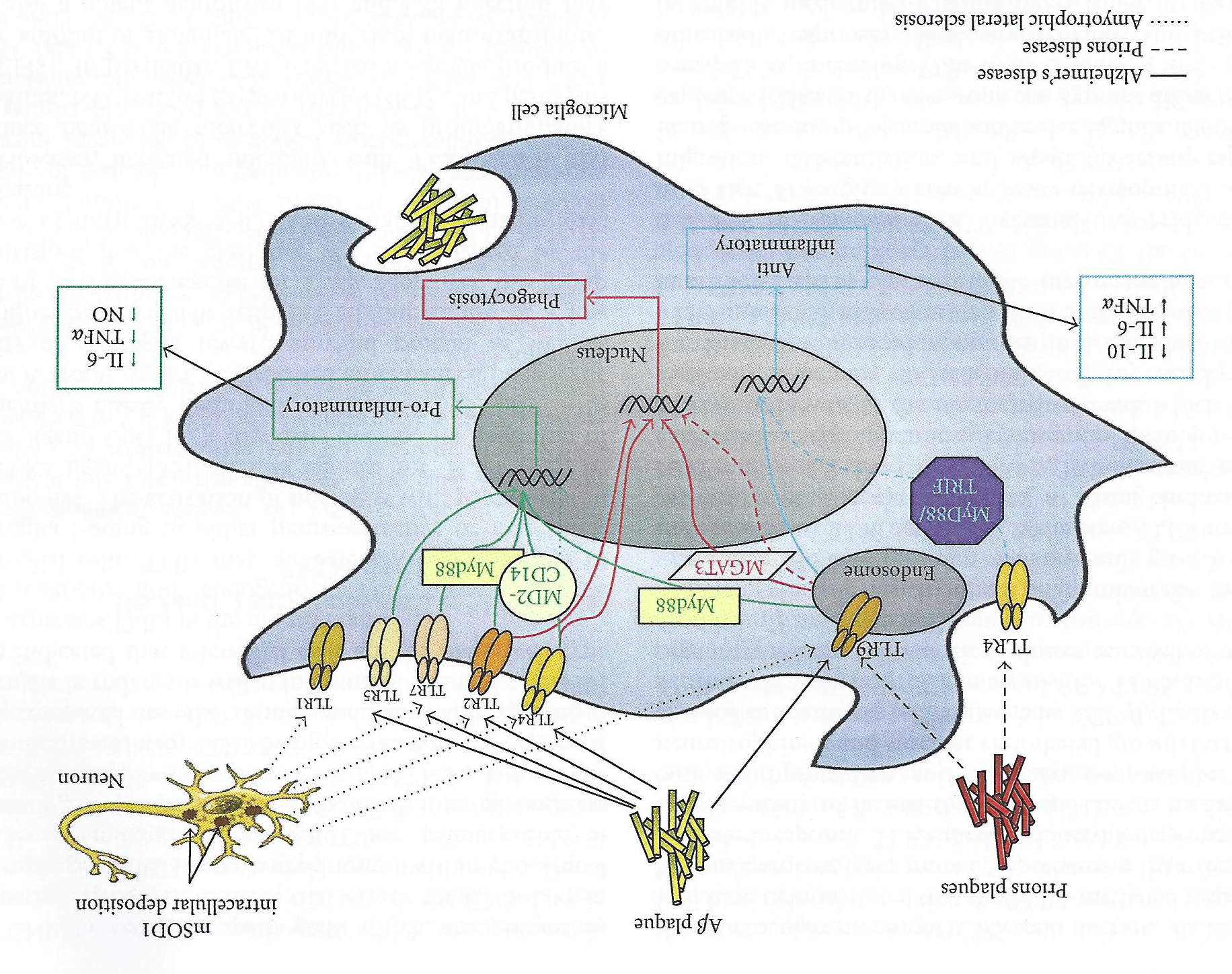 A diagram of a cell membrane. It is a cross-section of the cell membrane showing the different components and their connections.<br /><br />The cell membrane is divided into two sections with the top section showing the cell nucleus and the bottom section representing the nucleus. The nucleus is located in the center of the membrane surrounded by a ring of cells. The cells are arranged in a circular pattern around the nucleus with some of them overlapping each other. <br /><br />There are also several smaller cells scattered throughout the membrane. On the left side of the image there is a small cell with a yellow nucleus which appears to be a neuron or a neuron cell. On top of the nucleus and on the right side there are two smaller cells one with a purple nucleus and one with yellow nucleus. These cells are connected by red lines which represent the pathways between them.<br />- There is also a label on the top left corner that reads "No. 1" and a label that says "No." This label indicates that the cells are not connected to each other and that they are not able to communicate with each other through the cell. The label also mentions that there are no other cells in the image.