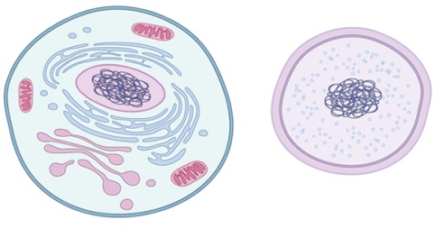 Two illustrations of a plant cell. On the left side there is a circular plate with a pink and blue color scheme. The plate is divided into two sections with the top section showing the inside of the cell and the bottom section showing a larger cell. <br /><br />On the top left side of the plate there are two small cells one pink and one blue which appear to be a type of cell. Inside the pink cell there appears to be an elongated structure with multiple layers of cells. The cells are arranged in a spiral-like pattern with some of them overlapping each other. There are also several smaller cells scattered throughout the plate.<br /><br />The pink cell on the top right side is larger and has a circular shape while the blue cell is smaller and has multiple layers. It appears to have multiple layers with a few smaller cells in the center and a larger one on the bottom. There is also a small amount of smaller cells on the right side which could be a nucleus or a nucleus of a larger plant cell and there are also a few more cells scattered around the plate as well. The background of both illustrations is white and the overall color scheme of the image is light blue and pink.