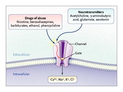 A diagram that shows the interaction of drugs of abuse (5 examples given) with neurotransmitters (4 examples given). Other labels include Channel Gate Extracellular Intracellular Ca2+ Na+ K+ and Cl-.