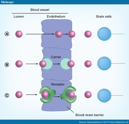 A diagram that shows the structure of a blood vessel and a brain barrier. The blood vessel is a cylindrical structure with multiple layers each representing a different type of cell. The top layer is labeled "Lumen" and the bottom layer is labelled "Endothelium". There are six cells in the image each with a different color - pink blue green and purple. The cells are arranged in a vertical line with the pink cells on the left side and the blue cells in a horizontal line on the right side. The pink cells are connected to the purple cells by a series of arrows indicating the flow of blood from one cell to another. The blue cells represent the brain cells while the green and purple cells represent receptors. The arrows indicate the direction of the blood flow through the cells with one cell at the top and the other at the bottom. The diagram also includes a label that reads "Blood-brain barrier" which suggests that the image is related to the concept of blood-brain barriers.