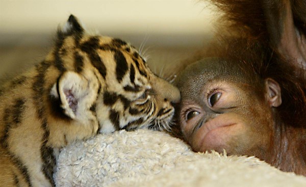 A baby orangutan and its mother. The baby is lying on a white blanket and is looking up at the mother with a curious expression. The mother is holding the baby close to her chest and appears to be comforting her.<br /><br />The baby is a young tiger cub with orange and black stripes on its body. Its eyes are closed and its mouth is slightly open as if it is snuggled up to the mother's face. Its fur is a light brown color and its ears are perked up. The background is blurred so the focus is on the two animals.