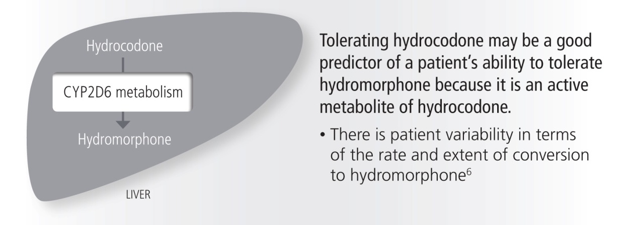 A diagram that shows the relationship between hydrocodone and hydromorphone. On the left side of the image there is a gray triangle with the text "Hydrocodone" and "CYP2D6 metabolism" written on it. The text on the right side reads "Tolerating hydrocodone may be a good predictor of a patient's ability to tolerate hydromorphone because it is an active metabolite of hydrocodone. There is patient variability in terms of the rate and extent of conversion to hydromorphone." This suggests that the image is related to the concept of tolerating the ability of a hydrocodone which is a type of hormone that can be used to treat a patient with a high level of tolerance.