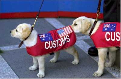 Two yellow Labrador Retriever puppies wearing red vests with the word "CUSTOMS" written on them in white letters. The vests also have an American flag design on them. The puppies are standing on a sidewalk with a blue wall in the background. They are both wearing leashes and appear to be looking at something off-camera.