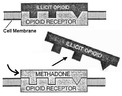 How methadone functions in cell membranes by bonding to opioid receptors and preventing bonding by illicit opioids.