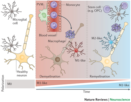 A diagram that shows the different types of neurons in the brain. The diagram is divided into three sections. The top section shows a microbial cell which is a type of nerve cell that is responsible for regulating the flow of blood vessels in the nervous system. The cell is represented by a red circle with the letters "PVM" and "Monocyte" inside it. The red circle represents the blood vessel while the blue circle represents a stem cell (e.g. OPC) and the purple circle represents stem cells. In the center of the diagram there is a blood vessel with a macrophage which helps to regulate the blood flow. The blood vessel is connected to the stem cell by a membrane. The membrane is also connected to a membrane that helps to store the blood vessels. The image also shows a healthy neuron which can be seen in the bottom left corner of the image. The neuron is shown as a yellowish-orange color and is labeled as "M1-like". On the right side of the illustration there are two neurons one labeled "M2-like" and the other labeled "Remyelination". These neurons are shown as yellowish orange and are connected by a blue line. The diagram also shows the time and nature reviews for neuroscience.
