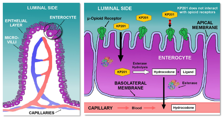 A cross-section of a cell membrane which is a type of epithelial membrane. On the left side of the image there is a diagram of the epithelial layers of the cell membrane. The epithelial layer is labeled as "Luminal Side" and is located in the center of the membrane. <br /><br />On the right side there are two illustrations. The first illustration shows the entrance of the enterocyte which forms a membrane that separates the cell from the rest of the body. The membrane is made up of a series of cells including the capillaries and blood vessels. The cells are arranged in a circular pattern with the capillary at the bottom and the blood vessels at the top.<br /><br />The second illustration shows an epithelial receptor which does not interact with the opioid receptors. This receptor is responsible for the opening and closing of the cells allowing the cells to enter and exit the cells. The opioids are responsible for releasing and releasing the cells into the body allowing them to enter the cells and release them into the bloodstream. The image also shows the presence of a capillary and a blood vessel which help to regulate the flow of blood and other nutrients in the cell.