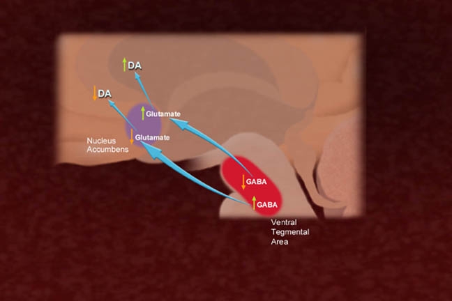 A diagram of a portion of the midbrain of the human body (presumably). It shows how GABA effects Glutamate effects DA within the Ventral Tegmentation Area and the Nucleus Accumbens.