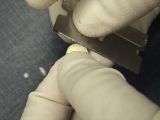 A close-up of a person's hand holding a small metal tool. The person is wearing a white glove and appears to be working on a piece of metal. The tool is silver in color and has a curved blade. The background is blurred but it seems like the person is working in a laboratory or laboratory setting. There are small white objects scattered on the floor around the tool.