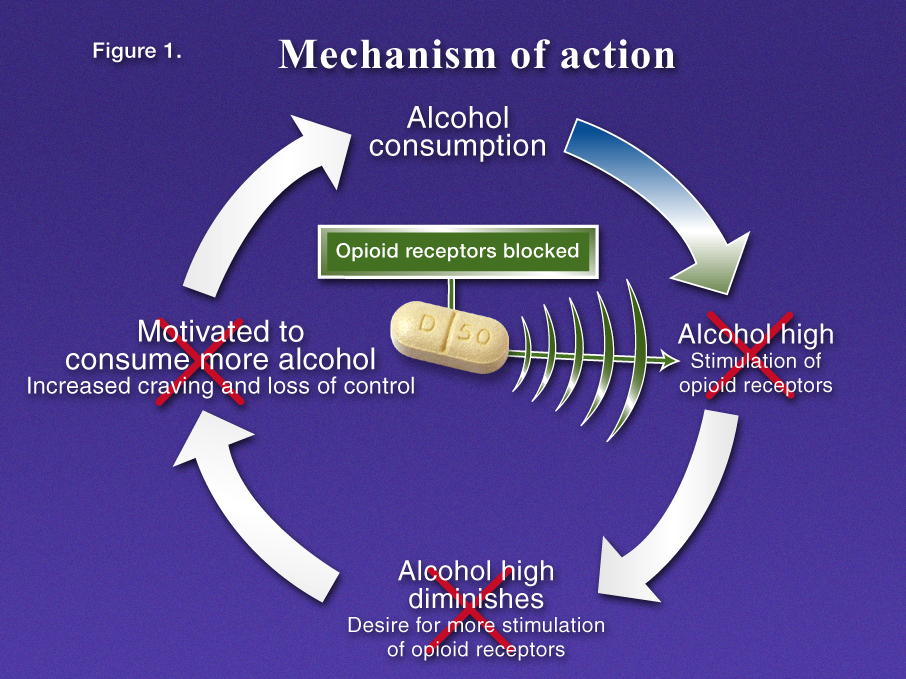 A flow chart that explains the Mechanism of action in alcohol consumption. It shows how Alcohol consumption leads to Alcohol high after which the Alcohol high diminishes leaving one (potentially) Motived to consume more alcohol. It also explains that Opioid receptors may be blocked early in the process meaning that Alcohol consumption is not followed by the three subsequent steps as would otherwise be the case.