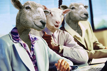 Three sheep sitting at a desk in an office. The sheep are wearing suits and ties and one of them is wearing a purple and white checkered shirt. They are all facing the same direction and appear to be looking at the camera. The desk is cluttered with papers and a laptop and there is a window with blinds in the background. The overall mood of the image is humorous and lighthearted.