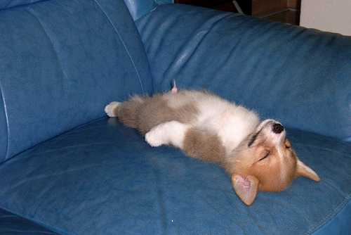 A small dog lying on its back on a blue leather couch. The dog appears to be a Pembroke Welsh Corgi with white and brown fur. Its eyes are closed and its head is tilted back as if it is sleeping. Its ears are perked up and its tail is curled around its body. The couch is in a living room with a wooden floor and a white wall in the background.