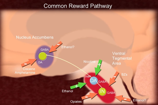 A diagram that shows the Common Reward Pathway within the midbrain of humans (presumably). It shows how Nicotine BZs Ethanol and Opiates effect structures in the Ventral Tegmental Area and also how Ethanol Cocaine and Amphetamines effect the Nucleus Accumbens.