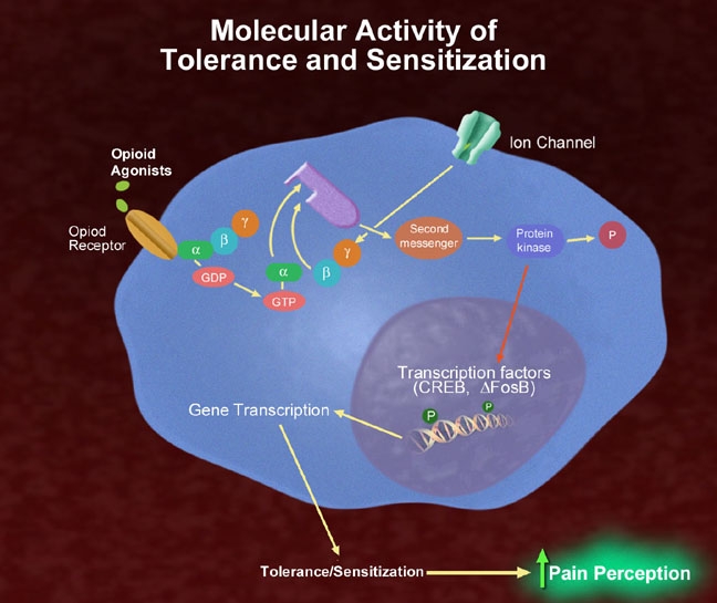 A diagram that shows the molecular activity of tolerance and sensitization. It is a cross-section of a protein molecule which is represented by a blue circle. <br /><br />The molecule is divided into two parts. The top part of the molecule is labeled "Molecular Activity of Tolerance and Sensitization" and has a label that reads "Opioid Agonists". The label also mentions that the molecule contains an opioid receptor a second messenger and a protein kinase.<br /><br />There are also several other components in the molecule including a gene transcription factor (CREB AFOSB) and a pain perception factor (Pain Perception). These components are responsible for the transcription factor of the gene transcription which helps to regulate the expression of pain in the body. The image also shows the interaction between the two components which can be seen in the top right corner of the image.