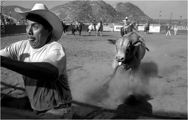 Appears to be a still image from a black and white video. It shows a rodeo setting. A man in a cowboy hat is being chased by a bull. The bull is running towards the right side of the image with its mouth open and its tongue sticking out. The background shows a dirt field with a mountain in the distance. There are several other cowboys on horseback in the background and a few spectators can be seen watching the event.