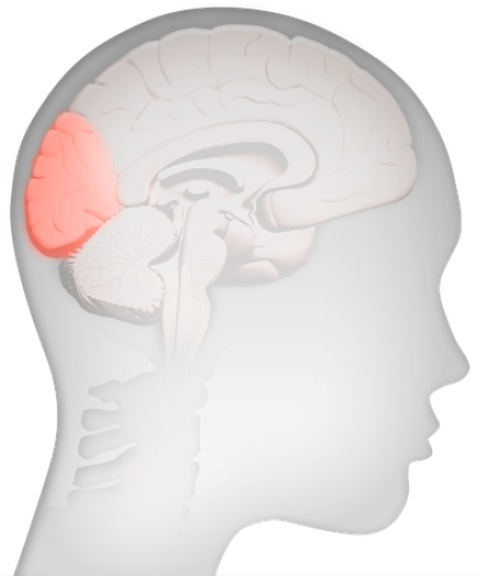 A 3D illustration of a human head and neck. The head is shown from the side with the brain in the center. The brain is white and appears to be in the shape of a person's head. On the left side of the head there is a large red brain which is the focal point of the image. The red brain is located in the top left corner of the brain and is surrounded by a white outline. The person's face is not visible in the image but their head is facing towards the right side. The background is a light grey color.