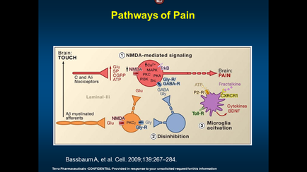 A diagram that shows the pathways of pain. It is divided into three sections. The first section is titled "Pathways of Pain" and it shows a brain touch which is a device used to detect and treat pain. The brain touch is represented by a red circle with a white arrow pointing to it. The red circle represents the NMDDA-mediated signaling pathway which helps to regulate the flow of blood from the brain to the brain. The white arrow represents the neurotransmitters which are responsible for regulating the expression of pain in the body. The diagram also shows the different types of receptors and receptors that can be used to regulate and control the pain such as the immune system the cell membrane and the cell nucleus. In the second section there is a purple circle representing the microglia activation pathway. This pathway is responsible for the activation of the brain's immune system and helps to reduce the risk of pain and improve the overall health of the patient. The purple circle represents inflammation and inflammation which can help to reduce inflammation and improve overall health.