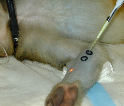 A close-up of a dog lying on a white blanket. The dog appears to be a medium-sized breed with light brown fur. It is lying on its side with its head resting on its front paws. On its forehead there are two black circles with a red dot in the center. A medical device possibly a syringe is inserted into the dog's nose. A black strap is visible on the left side of the image.