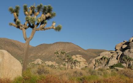 A desert landscape with a large Joshua tree in the foreground. The tree has a tall trunk with multiple branches and needles and its leaves are a bright green color. In the background there are several other Joshua trees and boulders scattered across the landscape. The sky is clear and blue and the mountains can be seen in the distance. The overall scene is peaceful and serene.