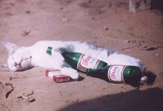 A white cat lying on its side on a sandy ground. The cat appears to be sleeping or resting with its head resting on its front paws and its eyes closed. Next to the cat there are two green bottles of beer one of which is open and the other is lying next to it. There is also a small red box of cigarettes next to the bottles. The background is blurred but it seems to be an outdoor setting with a tree trunk visible in the top right corner.