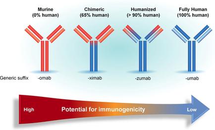 A diagram that shows the potential for immunogenicity. It consists of four horizontal bars each representing a different type of immune system. The first bar is labeled "Murine (0% human)". The second bar is labelled "Chimeric (65% human) the third bar is titled "Humanized (90% human)" and the fourth bar is named "Fully Human (100% human)." There are four lines in the diagram each with a different color - red blue and green. The red line represents the immune system the blue line represents a human body and the green line represents an immune system with a rumba. The lines represent the different types of immune systems such as "generic suffix" "omar" and "rumba". At the bottom of the image there is a red arrow pointing downwards indicating that the potential is higher than the red line. The arrow is labeled with the words "Potential for Immunogenicity" and "Low".