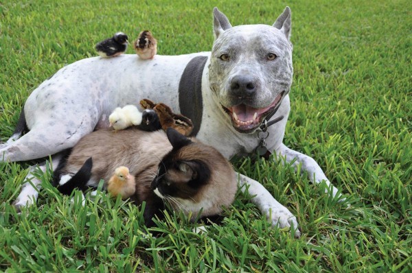 A large dog lying on a grassy lawn. The dog is a Staffordshire Bull Terrier with white and black spots on its body. It has a black collar around its neck and is smiling at the camera. Next to the dog there is a Siamese cat lying on its back with its head resting on a pile of small chicks. The chicks are brown and white in color and appear to be of different sizes. The grass is green and well-maintained.