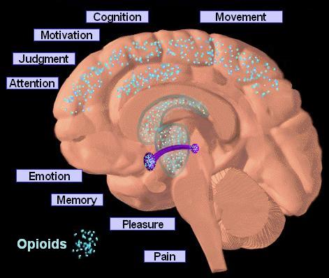 A 3D model of the human brain showing the different parts of the brain. The brain is shown in a light pink color with blue dots scattered throughout. The blue dots represent the various emotions and feelings associated with the brain such as cognition movement judgment attention emotion memory pleasure and pain. The purple dots represent opioids which are the most prominent features in the image.<br /><br />The image also shows the location of the opioid in the brainstem which is located in the center of the image and is surrounded by a purple circle. This circle is likely representing the location where the opioids are located. The image is labeled with the names of the different emotions including motivation judgment and attention.