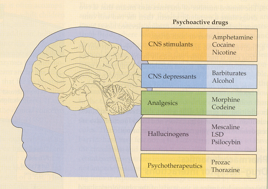 A diagram of the human brain showing the different types of psychoactive drugs in the brain. The brain is shown in a light blue color with the left side of the image showing the cerebrum and the right side representing the brainstem.<br /><br />The brain is divided into different sections each representing a different type of drug. The top section is labeled "Psychoactive drugs" and has a list of different drugs such as CNS stimulants Amphetamine Cocaine Nicotine Barbiturates Alcohol Analgesics Morphine Codeine Hallucinogens Mescaline LSD Psilocybin and Prozac Thorazine. The bottom section is titled "Psychotherapeutics" and lists the various drugs that are responsible for the development of psychotherapy. The drugs are represented by different colors and sizes with some being yellow orange and red while others are green blue and purple.