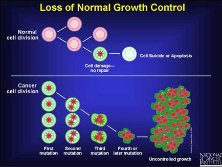 A diagram that shows the loss of normal growth control in cancer cells. It is divided into two sections. The top section is titled "Loss of Normal Growth Control" and it shows a normal cell division which is a type of cancer cell division. The normal cell is represented by a pink circle with a red dot in the center representing the cell damage or proptosis. The cell damage is caused by a cell that is damaged or repaired which causes the cell to repair and damage the cell. The second section is labeled "Cancer cell division" and shows the first and second mutation of the cancer cell which occurs when the cell is infected with cancer. The third section is labelled "Third mutation" and represents the fourth or fifth mutation. The fourth section is highlighted in red indicating that the cell has been infected with the disease. The fifth section is colored in green representing cancer cells and the sixth section is color-coded to show the different stages of the disease such as the first mutation second mutation third mutation and fourth mutation. At the bottom of the image there is a text that reads "Uncontrolled growth" and a logo for the National Cancer Institute.