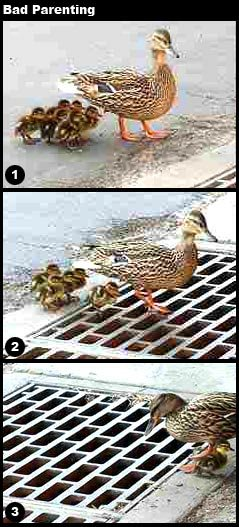 A collage of three photos with the title "Bad Parenting". The first image shows a mother duck with six ducklings walking on a street. The second image shows a mother duck and her ducklings walking across a metal sewer grate. The third photo shows a mother duck on the other side of the grate looking down into it with only one duckling beside her. Presumably the other five ducklings have fallen through the grate into the sewer.