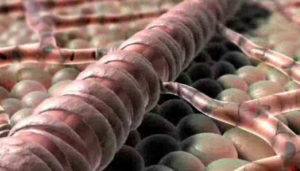 A close-up of a group of small round metallic spheres. The spheres are arranged in a circular pattern with some overlapping each other. In the center of the image there is a long cylindrical object that appears to be a worm or a worm-like creature. The object is pink in color and has a smooth shiny surface. The background is blurred but it seems to be made up of more spheres of different sizes and colors creating a textured appearance. The image is taken from a top-down perspective looking down on the objects.