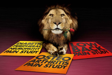 A digital poster with a black background. In the center of the poster there is a close-up of a lion's face with a red rose in its mouth. The lion's mane is a golden color and its eyes are a piercing yellow. The rose is a deep red color and is held in the lion's mouth. Below the lion there are three red and yellow signs with the words "Low Back Pain Study" "Osteoarthritis Pain Study" and "Diabetic Peripheral Neuropathy Pain Study" written on them. The signs are arranged in a triangular formation. The background is black.