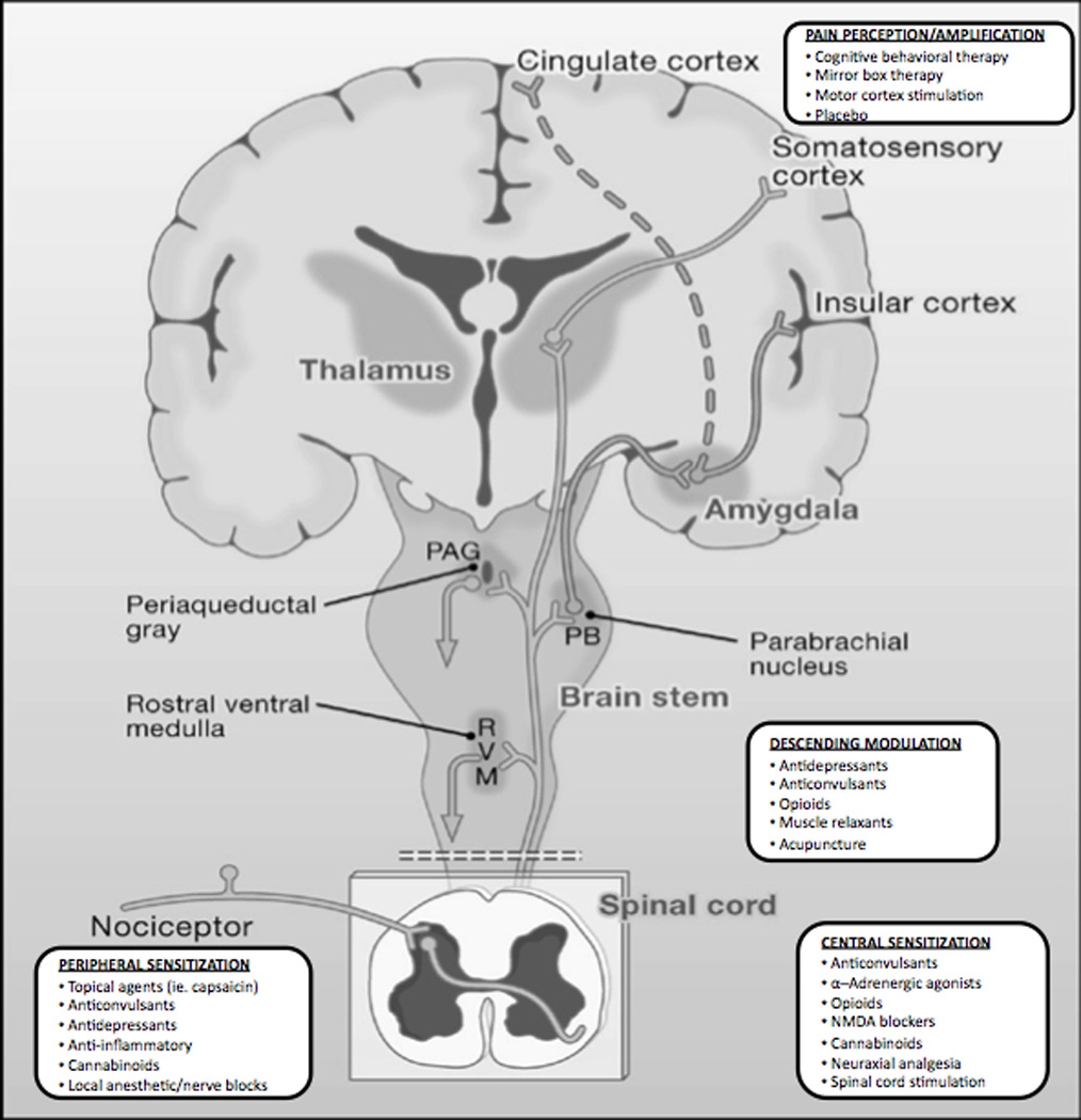 A diagram of the brain which is a cross-section of the human brain. It shows the different parts of the head and neck including the cerebrum the spinal cord and the spinal nerves.<br /><br />The brain is divided into different sections including thalamus the cingulate cortex the somatosensory cortex and an insular cortex. The thalamus is located in the center of the image and it is responsible for regulating the flow of blood from the brain to the spinal column. The spinal cord is located at the bottom of the diagram and is connected to the parabrachial nucleus which helps to regulate the movement of the blood vessels in the brain. <br /><br />There are also several other parts in the image that are labeled with their names such as the periapaeductal gray the rostral ventral medulla the pag the parachial nerves the occipital cord the nociceptor the peripheral nervous system the central nervous system (Pag) and the cerebral cortex. These parts are responsible for controlling the nervous system and regulating the blood flow.