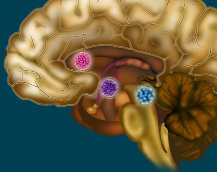 A 3D illustration of the human brain. The brain is shown in a light brown color with a blue background. On the left side of the brain there are two pink and purple spheres which appear to be the cerebellum and the cerebrospinal cord. The purple sphere is located in the center of the image while the blue sphere is on the right side. The brain is surrounded by a yellow flower-like structure which is likely the brainstorm. The flower has six petals and a yellow center. The petals are arranged in a circular pattern with the pink sphere in the middle and the purple sphere on the bottom. The yellow flower has a long thin stem and leaves. The background is a solid blue color.