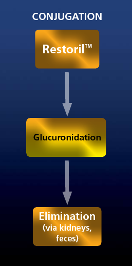 A flowchart that shows the process of conjugation and glucuronidation. It consists of two boxes one labeled "Restoril™" and the other labeled "Glucuronidation". The first box is labeled "Elimination (via kidneys feces)". The second box is labeled "Glucuronidation" and has an arrow pointing towards it. The flowchart is set against a dark blue background.