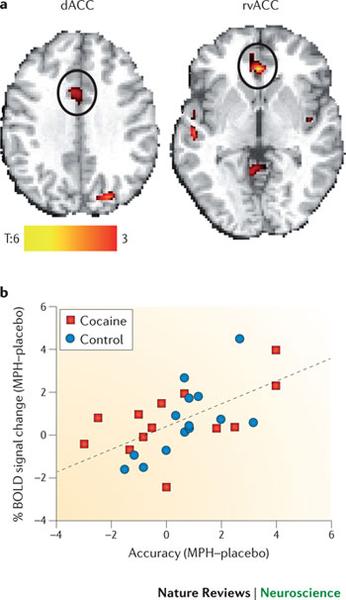A scatter plot that shows the correlation between the number of people who have been diagnosed with cancer and the amount of cocaine in the brain. The plot is divided into two sections with the top section showing the left side of the brain and the bottom section showing a line graph. The top section of the image shows the brain with a red circle in the center representing the location of the cocaine control. The red circle is labeled "yacc" and is located in the top left corner of the map. The map also shows the location where the cocaine is located with a yellow line representing the number in the middle of the circle. The yellow line represents the percentage of people with cancer with an orange line representing a percentage in the bottom left corner. The line graph shows that the percentage is higher than the red circle indicating that the majority of the people in the image have cocaine control while the blue line represents an increase in the percentage. The graph also has a red and blue dotted line which is likely representing the percentage change in the number and percentage change. The text on the image reads "Accuracy (MPH-placebo) and "Nature Reviews | Neuroscience".