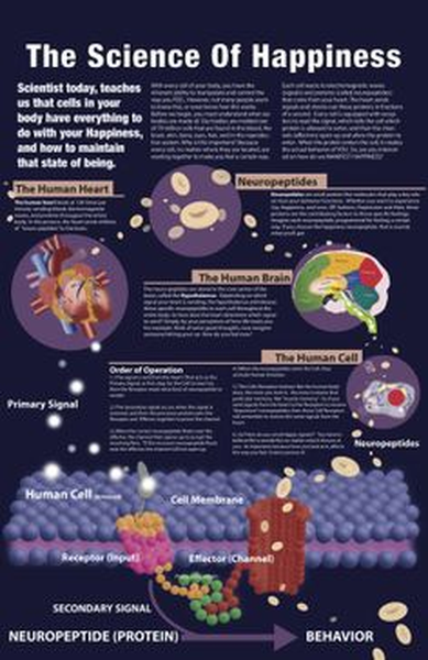 An idiographic that explains the science of happiness. It is divided into three sections. The first section is titled "The Science of Happiness" and it explains that scientists today teaches us that cells in your body have everything to do with your happiness that state of being. The human heart is the main focus of the image with the brain on the left side and the human brain in the center. The brain is responsible for the production of neurotransmitters which are responsible for regulating the neurotransmitter and neurotransmitter levels in the body. The image also shows the primary signal of the human cell which is the receptor receptor and the secondary signal of neuropeptide protein which helps to regulate the behavior of the receptors in the brain. In the second section there is an illustration of a cell membrane which represents the cell membrane. The cell membrane is the nucleus of the cell and it is connected to the receptor receptors. The receptor receptors are the receptors that regulate the receptors which help regulate the flow of neurotransmitter signals in the nervous system. The neuron receptors are also responsible for controlling the receptors and receptors in a specific manner such as the receptors on the brain and the receptors at the receptors.
