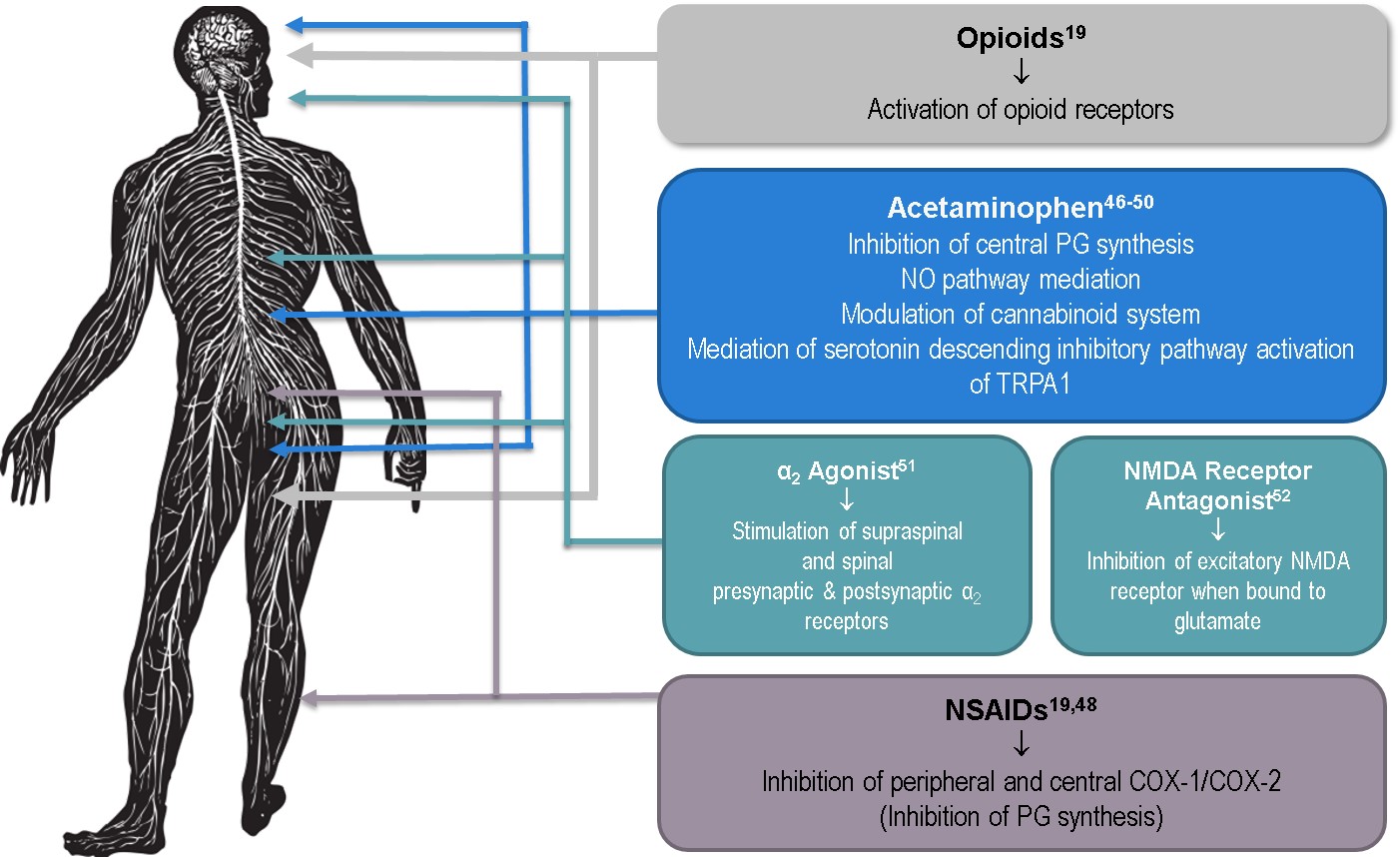 A diagram that shows the process of activation of opioid receptors in the human body. It is a flowchart that explains the different stages of the process.<br /><br />The diagram is divided into two sections. On the left side there is a black and white illustration of a human body with the nervous system highlighted in blue. The nervous system is represented by a series of lines and arrows connecting the different parts of the body. The lines represent the different pathways and pathways that lead to the activation of the receptors. The arrows indicate the direction of the activation from the activation to the receptors and the arrows indicate that the receptors are in motion. <br /><br />On the right side of the diagram there are two boxes one labeled "Acetaminophen" and the other labeled "NIMDA Receptor Antagonist". The first box is labeled "Inhibition of central PG synthesis". The second box is labeled "No pathway medication" and contains information about the activation and the treatment of the receptor. The third box is titled "Meditation of serotonin descending inhibitory pathway activation of TRPA1".<br /><br />At the bottom of the image it states that the inhibition of peripheral and central COX-1/COX-2 (INHIBITION OF PG synthesis) is an inhibitor of the NIMDA receptor antagonist. The image also mentions that the receptor is an anti-antagonist which is a type of receptor that helps to regulate the expression of the neurotransmitters in the body's nervous system.