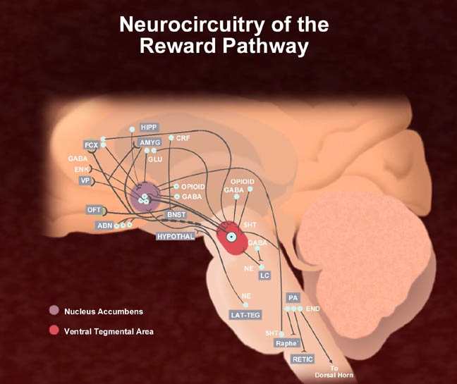 A diagram of the Neurocircuitry of the Reward Pathway which is a pathway that connects the nervous system to the brain. The diagram shows the various pathways and pathways that make up the reward pathway.<br /><br />The pathway is represented by a red circle in the center of the image which represents the nucleus of the brain surrounded by a network of neurons. The neurons are labeled with their names such as "Nucleus Accumbens" "Ventral Tegmental Area" and "LAT-TEG". The network is connected to the central nervous system by a series of interconnected lines representing the pathways that lead to the reward pathways. The pathways are represented by different colors including blue green yellow and red which represent the different types of neurons and their connections to each other. The image also shows the location of the receptors in the brain and how they interact with each other as well as the location where the receptors are located. The background of the diagram is a light pink color which makes the neurons stand out.